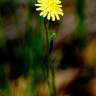 Fotografia 3 da espécie Hieracium umbellatum do Jardim Botânico UTAD