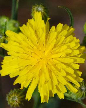 Fotografia 4 da espécie Hieracium umbellatum no Jardim Botânico UTAD