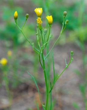 Fotografia 5 da espécie Hieracium umbellatum no Jardim Botânico UTAD