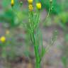 Fotografia 5 da espécie Hieracium umbellatum do Jardim Botânico UTAD