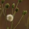 Fotografia 6 da espécie Hieracium umbellatum do Jardim Botânico UTAD