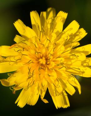 Fotografia 7 da espécie Hieracium umbellatum no Jardim Botânico UTAD