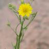 Fotografia 8 da espécie Hieracium umbellatum do Jardim Botânico UTAD
