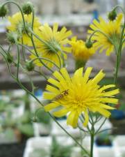 Fotografia da espécie Hieracium umbellatum