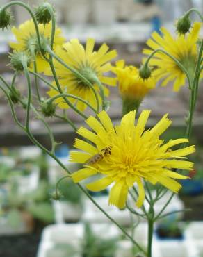 Fotografia 1 da espécie Hieracium umbellatum no Jardim Botânico UTAD