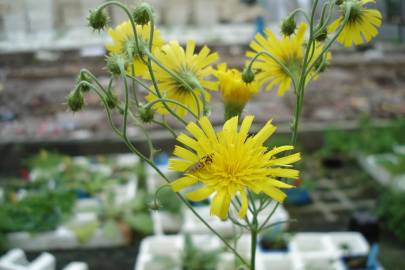 Fotografia da espécie Hieracium umbellatum