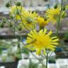 Fotografia 1 da espécie Hieracium umbellatum do Jardim Botânico UTAD