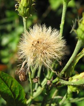 Fotografia 9 da espécie Hieracium umbellatum no Jardim Botânico UTAD