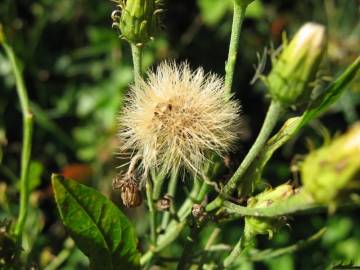 Fotografia da espécie Hieracium umbellatum