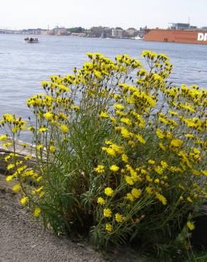 Fotografia 10 da espécie Hieracium umbellatum no Jardim Botânico UTAD