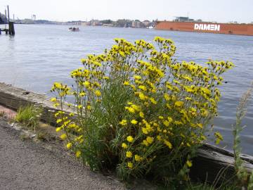 Fotografia da espécie Hieracium umbellatum