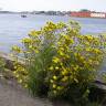 Fotografia 10 da espécie Hieracium umbellatum do Jardim Botânico UTAD