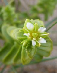Honckenya peploides