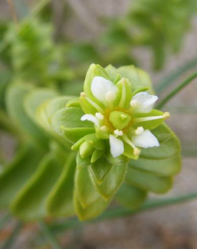 Fotografia de capa Honckenya peploides - do Jardim Botânico