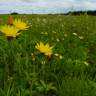 Fotografia 3 da espécie Hieracium lachenalii do Jardim Botânico UTAD