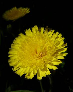 Fotografia 4 da espécie Hieracium lachenalii no Jardim Botânico UTAD