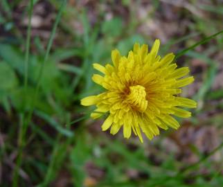 Fotografia da espécie Hieracium lachenalii