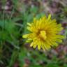 Fotografia 5 da espécie Hieracium lachenalii do Jardim Botânico UTAD