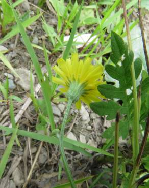 Fotografia 6 da espécie Hieracium lachenalii no Jardim Botânico UTAD