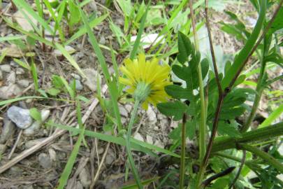 Fotografia da espécie Hieracium lachenalii