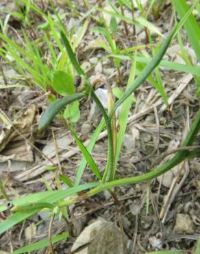 Fotografia 7 da espécie Hieracium lachenalii no Jardim Botânico UTAD