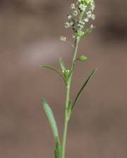 Fotografia da espécie Lepidium virginicum