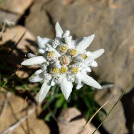 Fotografia da espécie Leontopodium alpinum