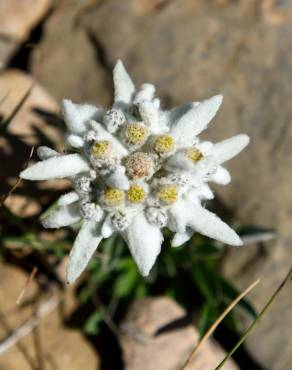 Fotografia 3 da espécie Leontopodium alpinum no Jardim Botânico UTAD