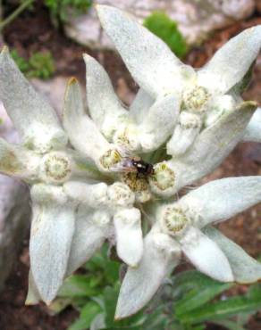 Fotografia 4 da espécie Leontopodium alpinum no Jardim Botânico UTAD
