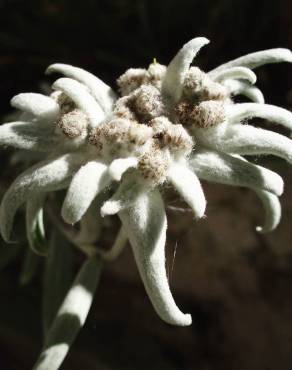 Fotografia 5 da espécie Leontopodium alpinum no Jardim Botânico UTAD