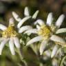 Fotografia 6 da espécie Leontopodium alpinum do Jardim Botânico UTAD