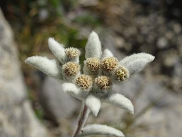 Fotografia da espécie Leontopodium alpinum