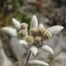 Fotografia 8 da espécie Leontopodium alpinum do Jardim Botânico UTAD