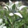 Fotografia 9 da espécie Leontopodium alpinum do Jardim Botânico UTAD
