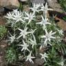 Fotografia 11 da espécie Leontopodium alpinum do Jardim Botânico UTAD