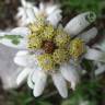 Fotografia 12 da espécie Leontopodium alpinum do Jardim Botânico UTAD