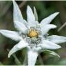 Fotografia 13 da espécie Leontopodium alpinum do Jardim Botânico UTAD