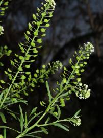 Fotografia da espécie Lepidium virginicum