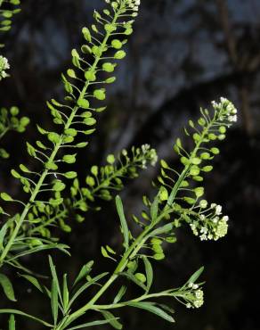 Fotografia 6 da espécie Lepidium virginicum no Jardim Botânico UTAD