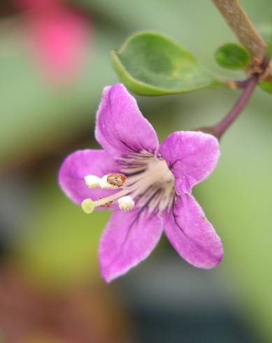 Fotografia de capa Lycium chinense - do Jardim Botânico