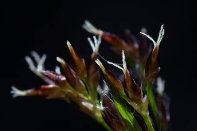 Fotografia da espécie Luzula forsteri