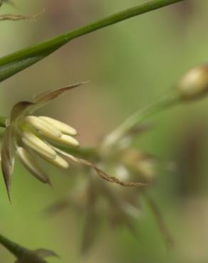 Fotografia 4 da espécie Luzula forsteri no Jardim Botânico UTAD