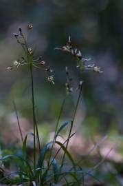 Fotografia da espécie Luzula forsteri