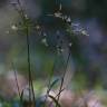 Fotografia 5 da espécie Luzula forsteri do Jardim Botânico UTAD