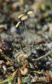 Fotografia da espécie Littorella uniflora