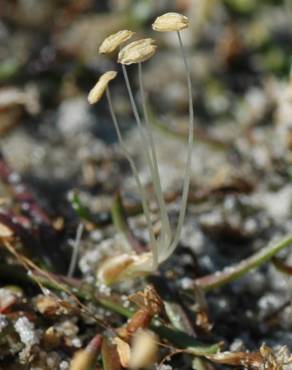 Fotografia 1 da espécie Littorella uniflora no Jardim Botânico UTAD