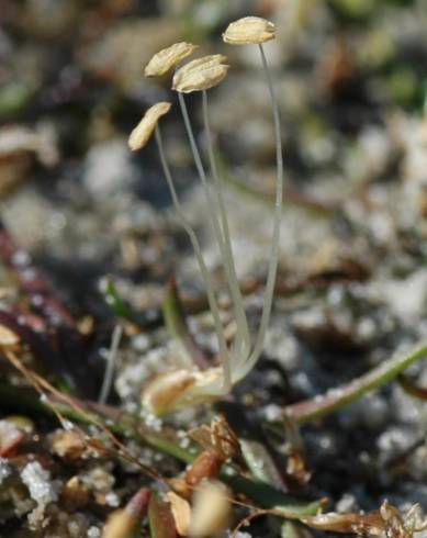 Fotografia de capa Littorella uniflora - do Jardim Botânico