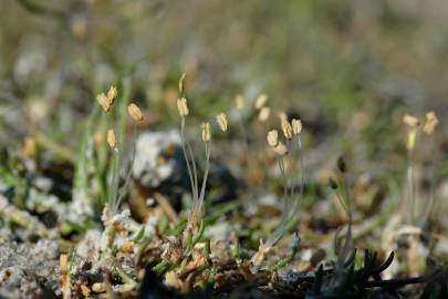 Fotografia da espécie Littorella uniflora