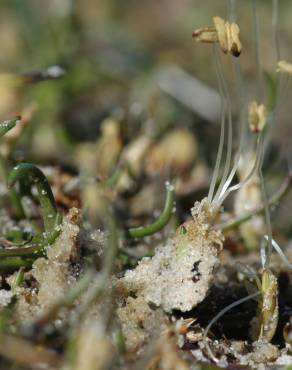 Fotografia 5 da espécie Littorella uniflora no Jardim Botânico UTAD