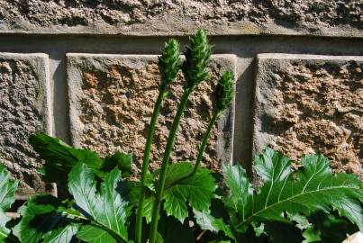 Fotografia da espécie Acanthus mollis